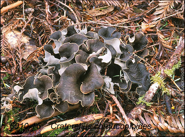 Craterellus cornucopioides