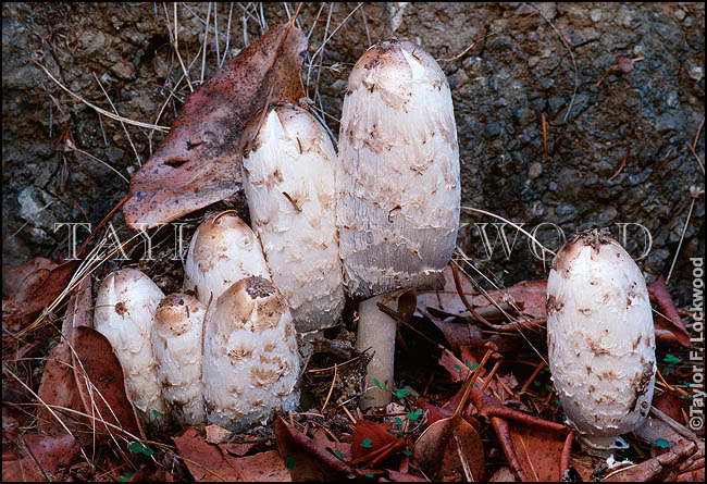 Coprinus comatus