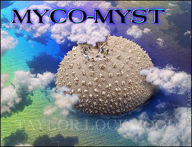 Myco_Myst